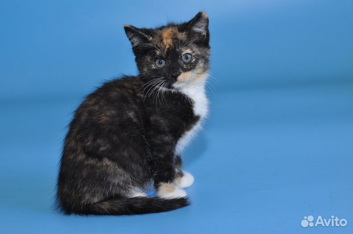 Котенок в добрые руки. Малышка-пеструшка