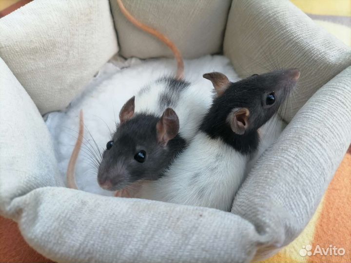 «Крысиная норка»—питомник декоративных крыс. крыса