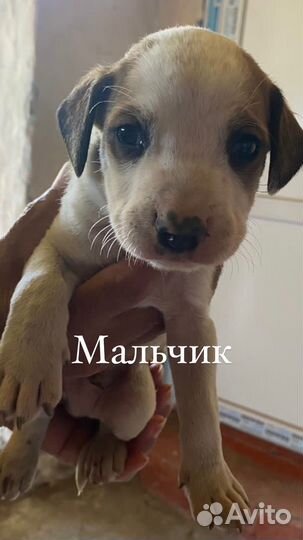 Щенки питбуль