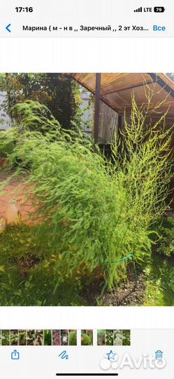 Саженцы смородины черной и красной