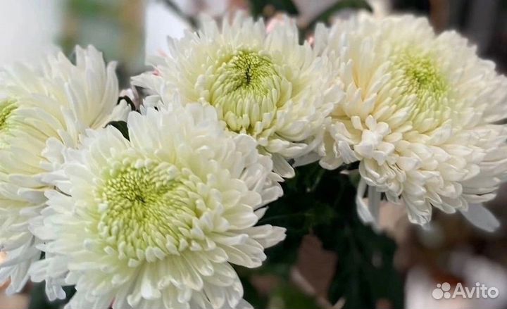 Цветы хризантема одноголовая