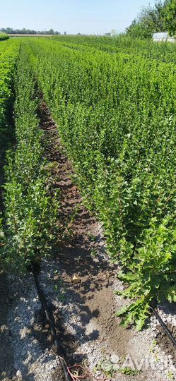 Черная смородина, красная смородина. Крыжовник