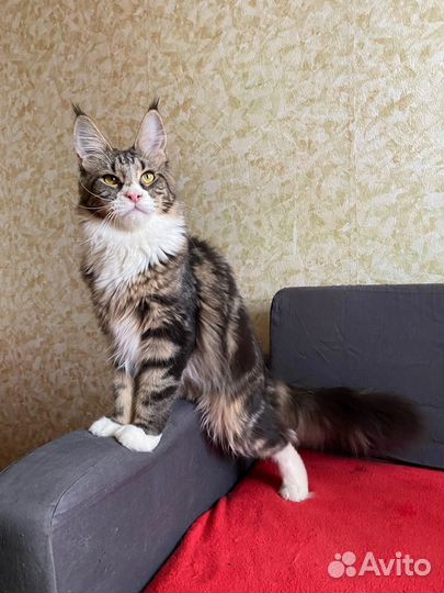 Мейн-кун Баунти