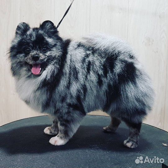 Профессиональная стрижка животных. Выезд