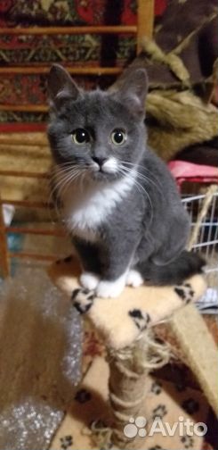 Отдам в хорошие руки