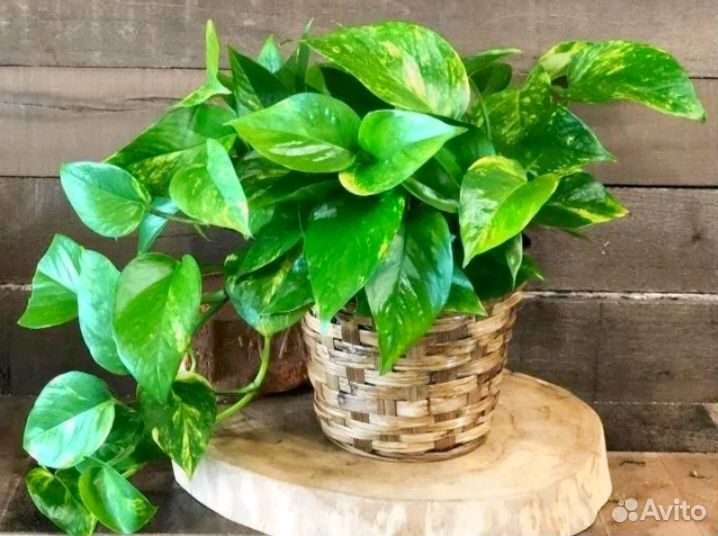 Сциндапсус