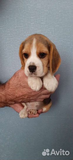 Щенки бигль