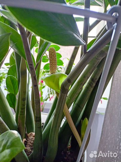 Замиокулькас