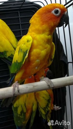 Попугай Аратинга Солнечный и ожереловые