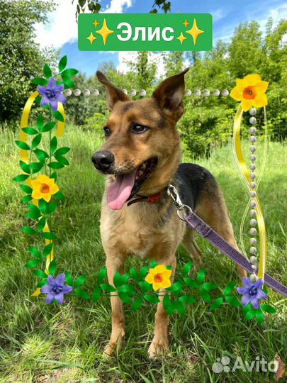 Тактичная Элис