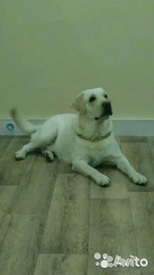 Щенки Лабрадора