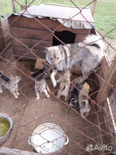 Щенки западно сибирской лайки