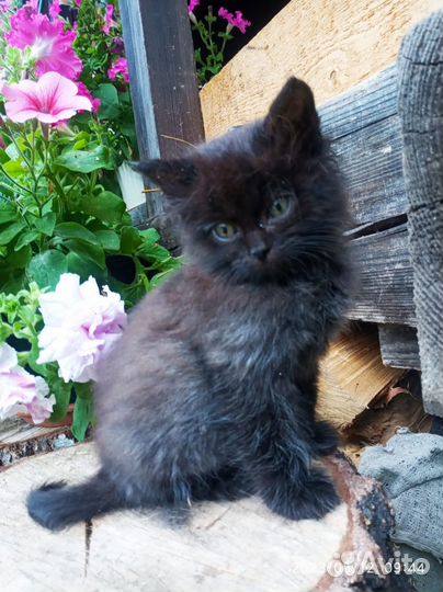 Котенок ищет дом