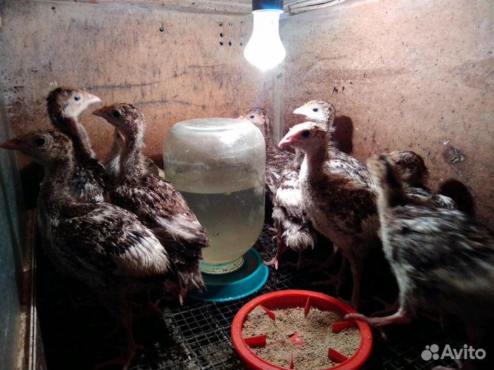 Индюшата бронза 708 и Грей М