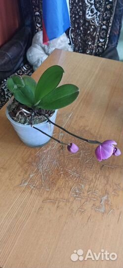 Орхидея фаленопсис