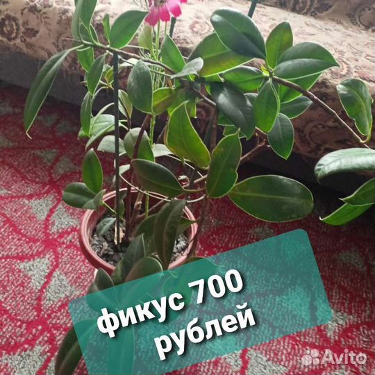 Комнатные цветы