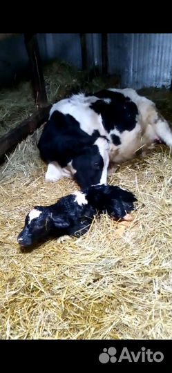 Телята (бычки и тёлочки)