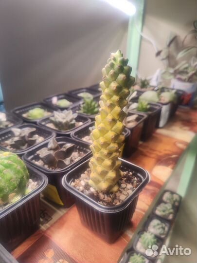 Кактусы и суккуленты