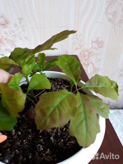 Дуб канадский, Дуб остролистный саженцы