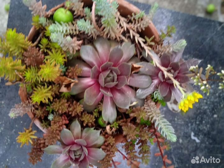 Суккуленты, каменная роза, сортовые
