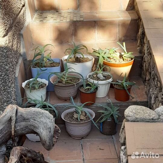 Оранжерея алоэ древовидного