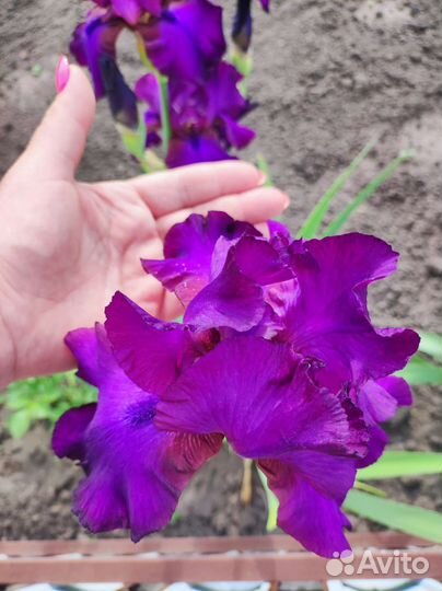 Ирисы бородатые сортовые