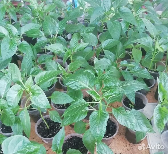 Рассада перца