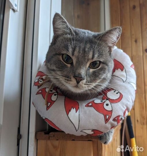 Молоденький котик