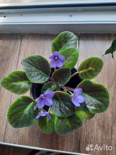 Фиалки, глоксиния продажа