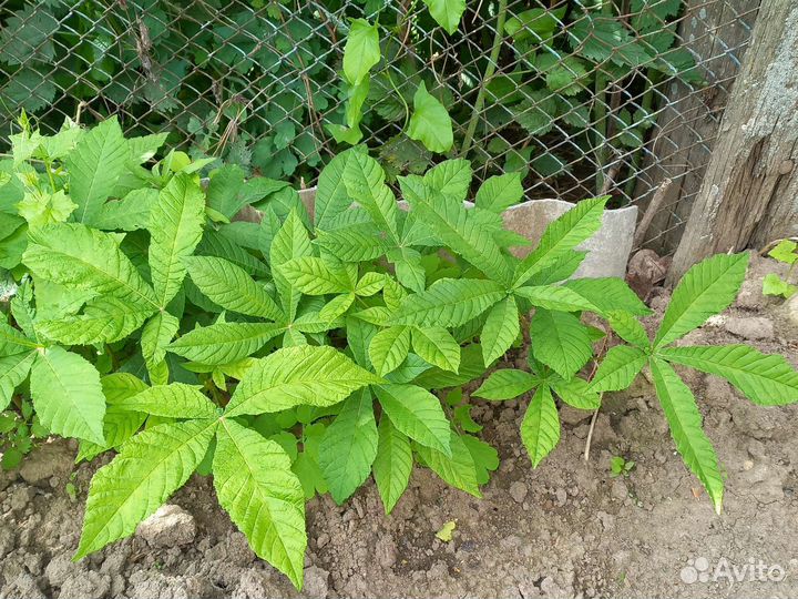 Саженцы каштана