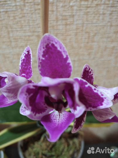 Орхидея фаленопсис