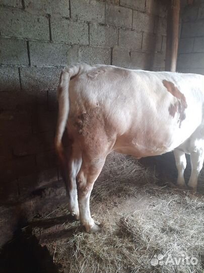 Быки на откорме