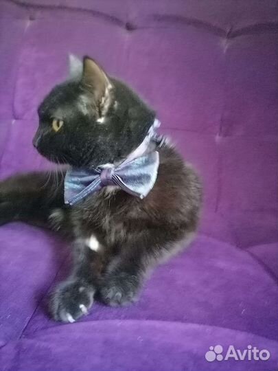 Экзотическая кошка