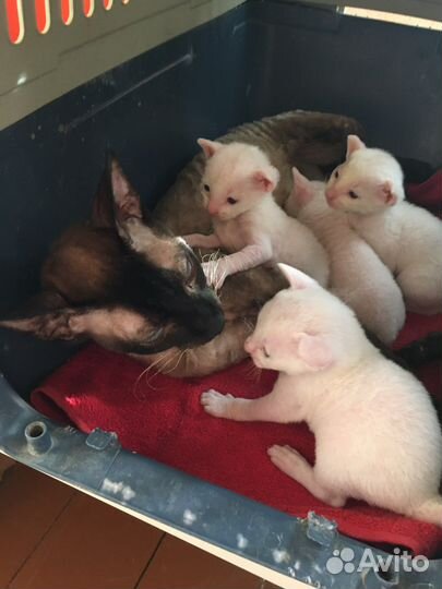 Бронь. Котята корниш- рекс