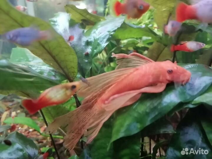 Гуппи, растения, и др