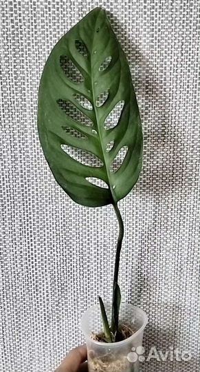 Монстера Эскелето