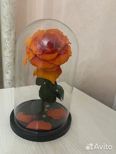 Вечная роза в колбе