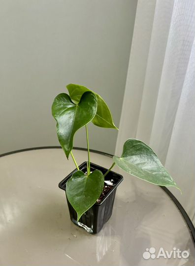 Антуриум Свит Дрим