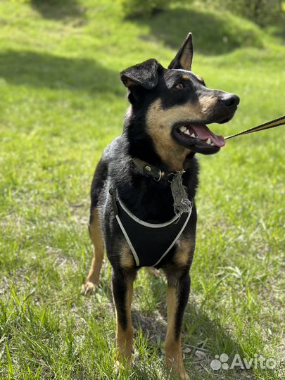 Потрясающий пёс из приюта