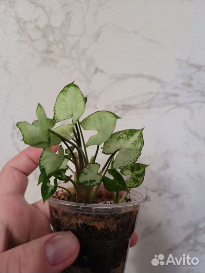 Сингониум ангел бэби