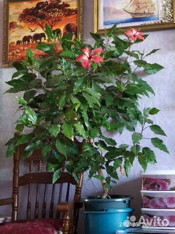 Цветы детки, большемеры, черенки