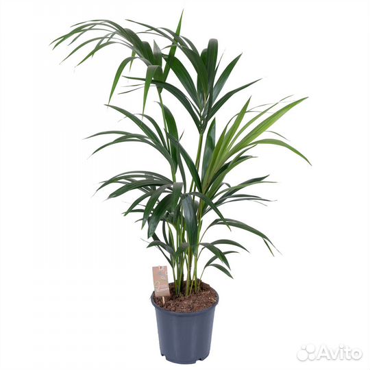 Растения для гостиной