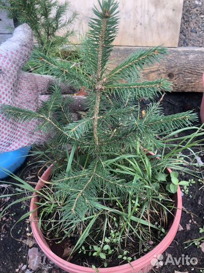 Ель обыкновенная