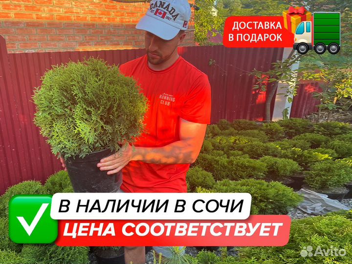 Туя даника шаровидная