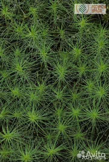 Сеянцы Сосны обыкновенной зкс ели сибирской