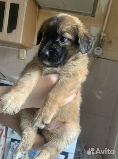 Щенок девочка