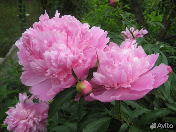 Пион Розовое облако