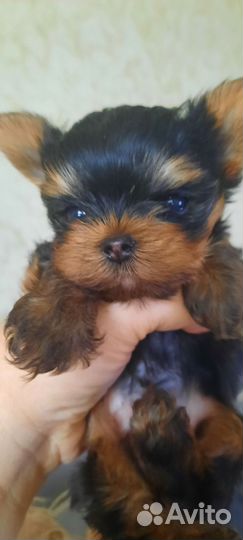 Йоркширский терьер