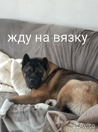 Кобель Американской Акиты для вязки