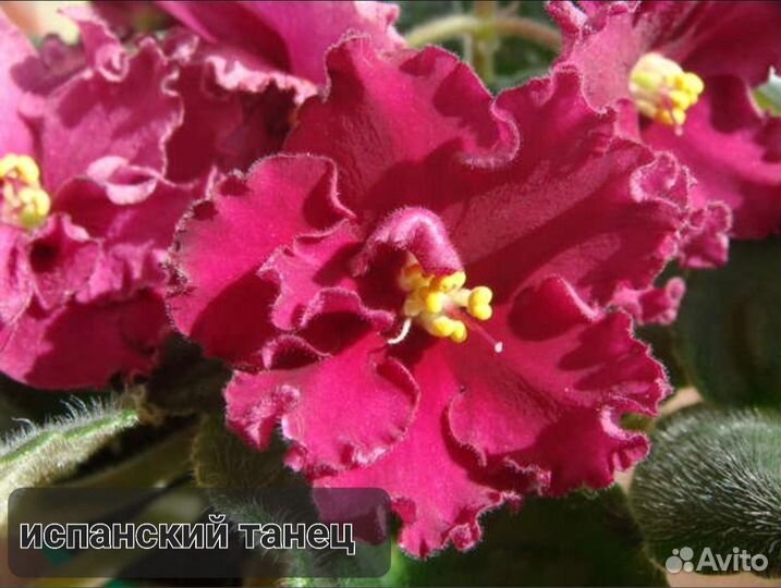 Фиалка испанский танец